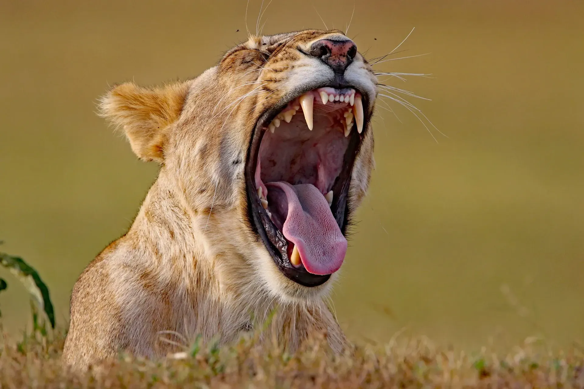 Follow Your Dreams Tours — Kenya safari and travel experiences from Watamu and the Indian Ocean to the African savannah