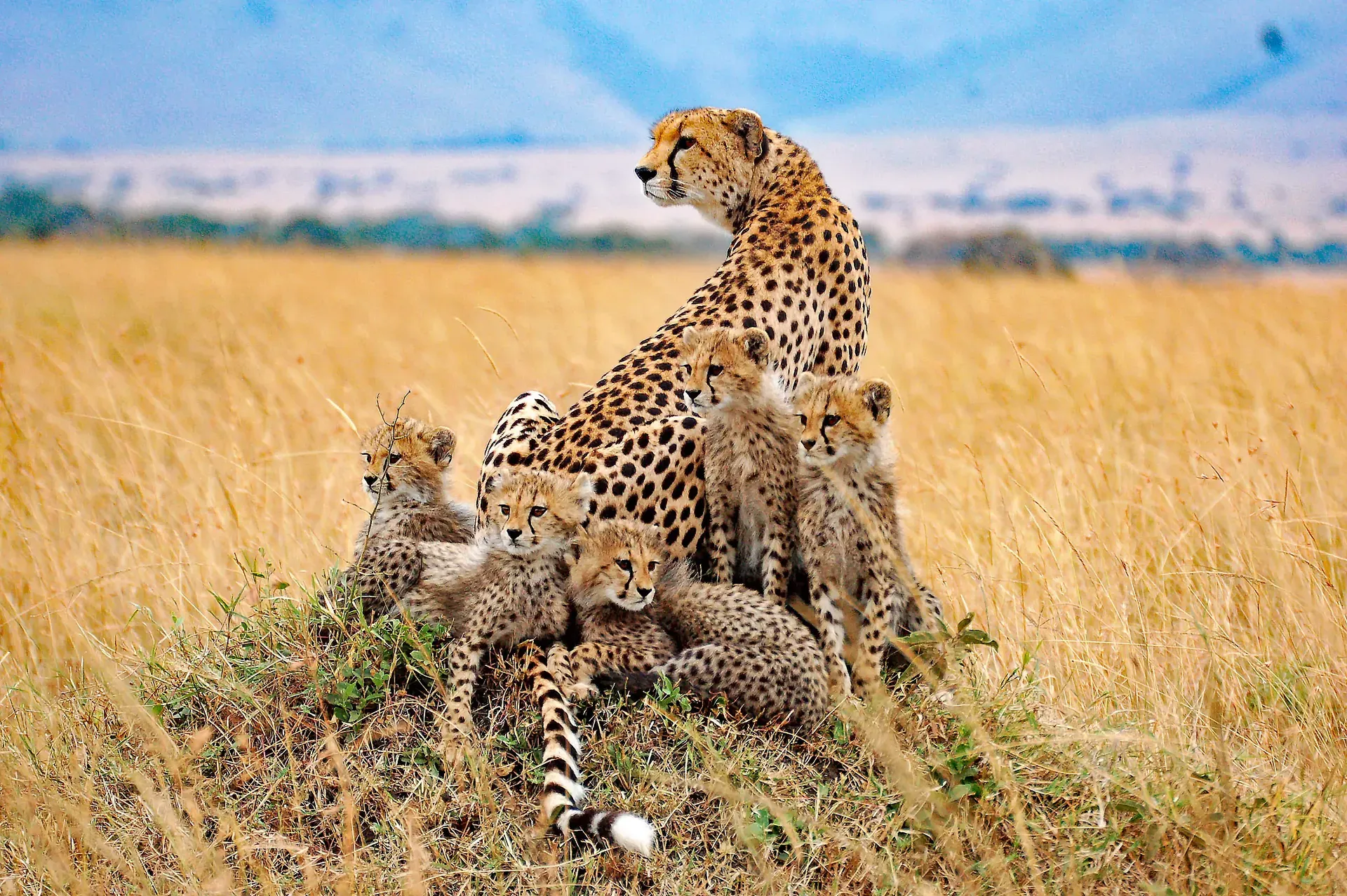 Safaris